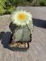 Preview: Astrophytum ornatum spec